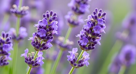Obraz premium Close-Up of Lavender Flowers with Soft Purple Tones and Dreamy Background