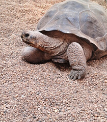 Obraz premium Photograph of a giant tortoise in a natural-style enclosure at Wrocław Zoo. The scene evokes a sense of prehistoric life, focusing on the animal’s longevity and connection to ancient ecosystems.