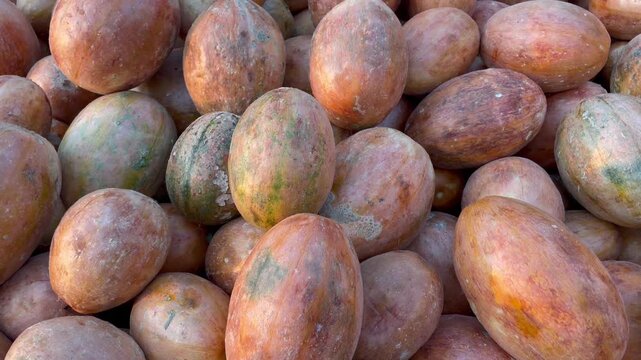 Kachri Wild Melon Small gourd Wild Musk Melon for sale in the market