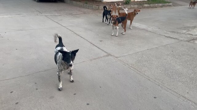 group of dog getting ready to fight Alert Street Dog Standing on Quiet Urban Road