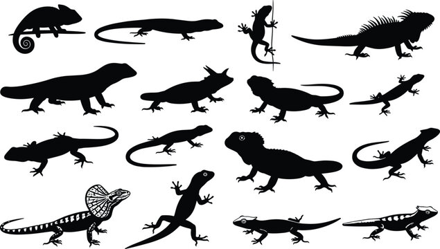 Vector illustration of diverse lizard silhouettes including chameleons, iguanas, geckos and reptiles in varied poses