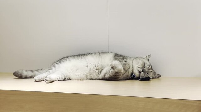 Grey cat lying on the floor showing its white belly. A cat is sleeping comfortably. 