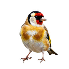 Naklejka premium European goldfinch stands on a black surface looking off to the right of the frame