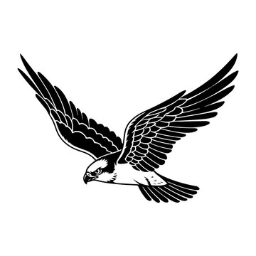 Silhouette of a osprey in flight with wings spread wide black and white illustration