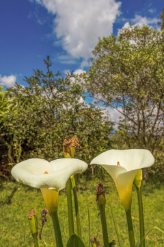 A couple of aurum lily flowers