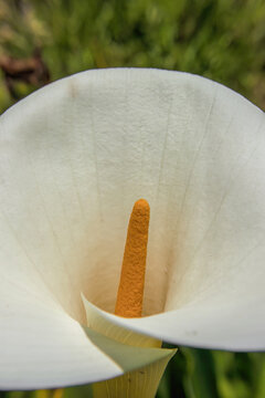 The spathe of an aurum lily