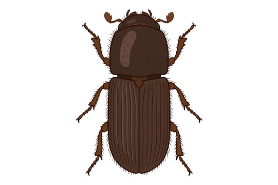 European spruce bark beetle (Ips typographus), eight-toothed spruce bark beetle