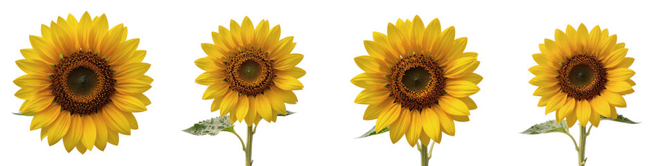 Fototapeta premium Bright and cheerful sunflowers in a row against a black background in a studio shot