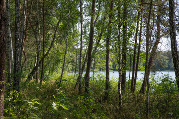 Fototapeta premium Birch Forest by the Lake in Soft Sunlight