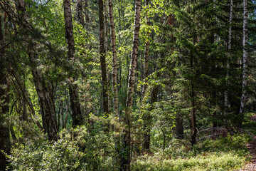 Fototapeta premium Dense Mixed Forest with Sunlit Path