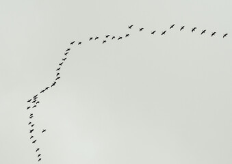 Fototapeta premium A flock of birds flying in a loose V-shaped formation across a cloudy gray sky, capturing migration and group movement in nature