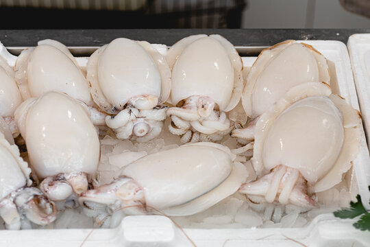 Fresh raw small cuttlefish, sepia or squids for selling in a plate in a street fish market or fishmonger in Bari, Puglia, Italy
