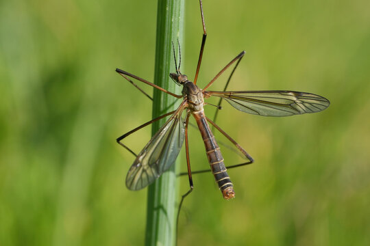 Selective focus closeup on a European Black-striped Cranefly, Tipula vernalis on a straw of grass against a green background
