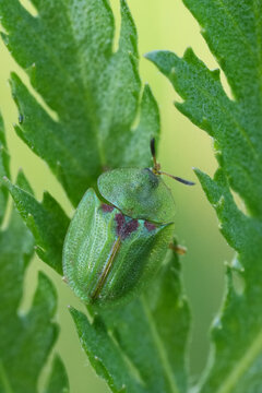 Closeup on a small vibrant green tortoise beetle, Cassida stigmatica on a green Tansy leaf in a meadow