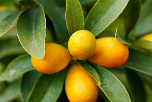Fresh Kumquats on Tree Branch - Macro Shot of Organic Citrus Fruits. close-up macro shot of ripe, orange kumquats growing on a green leafy branch