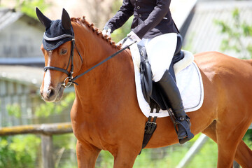 Obraz premium Close-up of a dressage horse under saddle at a summer competition. Beautiful quality leather saddle