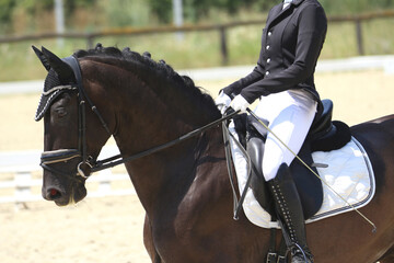 Obraz premium Close-up of a dressage horse under saddle at a summer competition. Beautiful quality leather saddle
