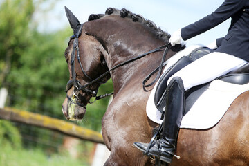Obraz premium Close-up of a dressage horse under saddle at a summer competition. Beautiful quality leather saddle
