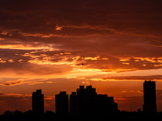Atardecer en Buenos Aires, zona norte. Pajaro volando, cielo color fuego. © vivian
