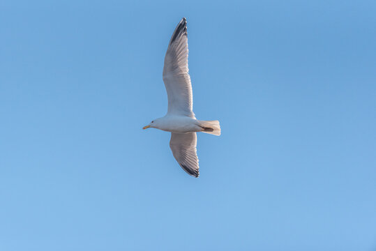 The common gull (Larus canus)  in flight