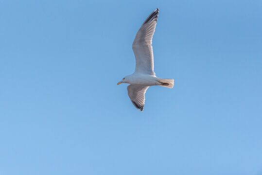 The common gull (Larus canus)  in flight