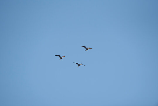 The greater white-fronted goose (Anser albifrons) in flight, geese migration