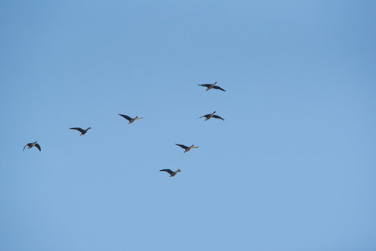 The greater white-fronted goose (Anser albifrons) in flight, geese migration