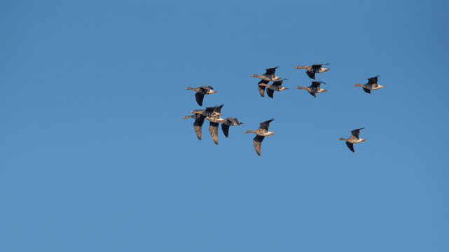 The greater white-fronted goose (Anser albifrons) in flight, geese migration