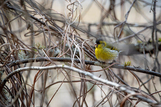 Eurasian siskin (Spinus spinus)