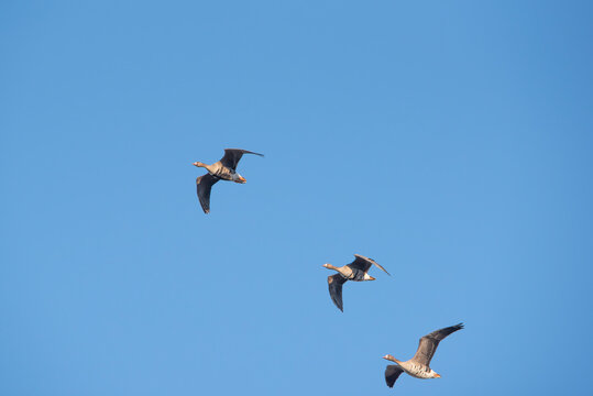 The greater white-fronted goose (Anser albifrons) in flight, geese migration