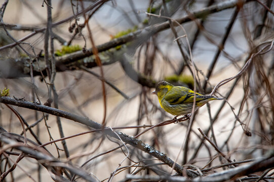 Eurasian siskin (Spinus spinus)
