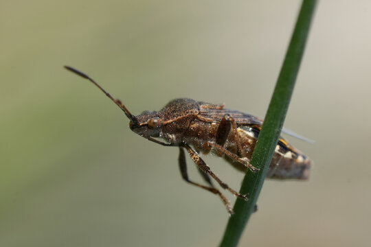 Closeup on a small brown Rhopalid bug, Stictopleurus punctatonervosus on a straw of grass