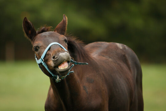 Foal smiling portrait