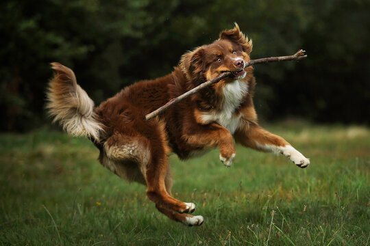 Dog catching a stick branch 