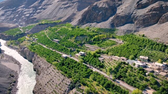 Cinematic aerial Pullback Shot of Lush green high-altitude apple orchard farm on banks of spiti river in Himalayan cold desert, India