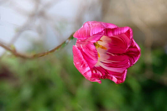 Tulipe Columbine, Tulipe Rembrandt