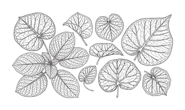Line of various plant leaves with intricate vein patterns leaf botanical outline