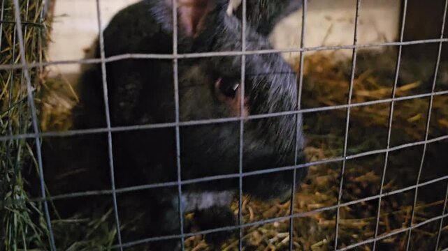 A rabbit looks into a cage in a nature reserve during a sunny day