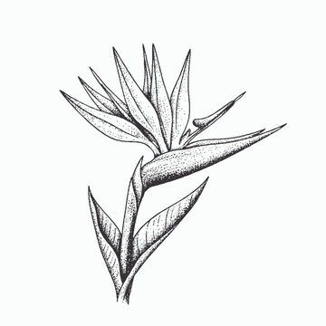 Bird of Paradise Line Dot Art