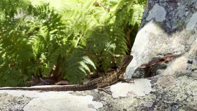 Beautiful little lizard in the forest around Rainbow Falls at Blackdown Tablelands, an oasis in the outback and popular travel destination for bush walk and camping in Queensland Australia.