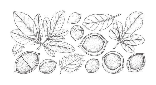 Hand drawn botanical of macadamia nuts and leaves vintage