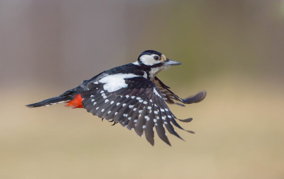 Great Spotted Woodpecker - female - in the wetland in spring