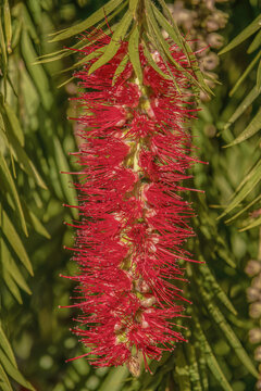 The red weeping bottlebrush flower cluster