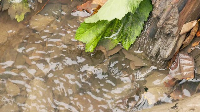 Gentle waves flow around vibrant green leaves resting on wet stones, creating a peaceful nature tableau in the forest.