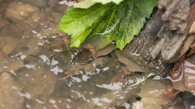 Gentle water dances over smooth stones, surrounded by vibrant green leaves, creating a serene atmosphere.