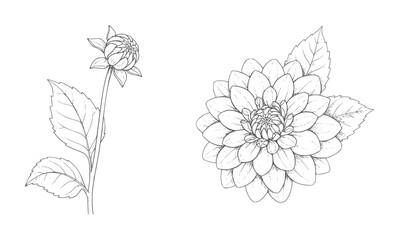 Fototapeta premium Black and white line of a dahlia flower bud and a full bloom botanical