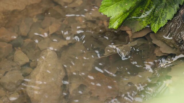Soft sunlight glimmers on clear water as tiny fish swim among smooth rocks, creating a tranquil scene in nature.