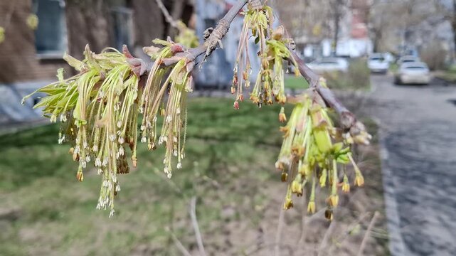 Blooming maple buds and flowers on a branch under bright sunlight. The fresh spring greenery and bokeh background create a peaceful atmosphere of seasonal change in a park or yard