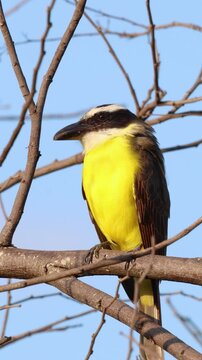 Close-up of a great kiskadee (Pitangus sulphuratus) displaying natural feeding behavior by regurgitating food. Captured in the wild with detailed focus.