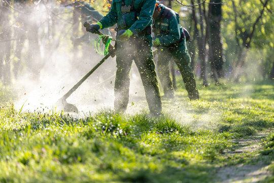 Park maintenance crew cutting grass with brush cutters in sunlight